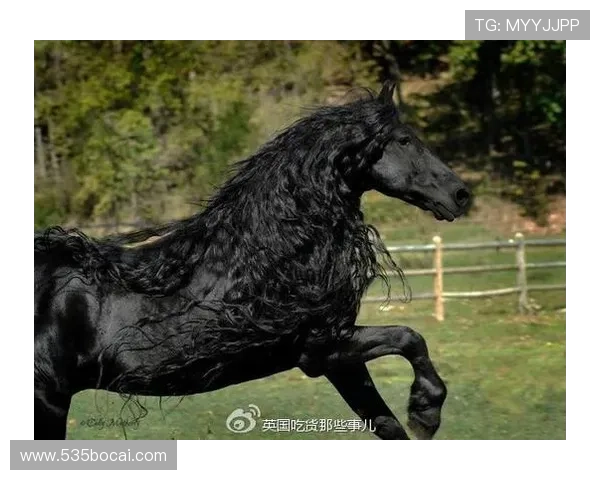 博彩排行中的黑马：哪些新平台值得关注